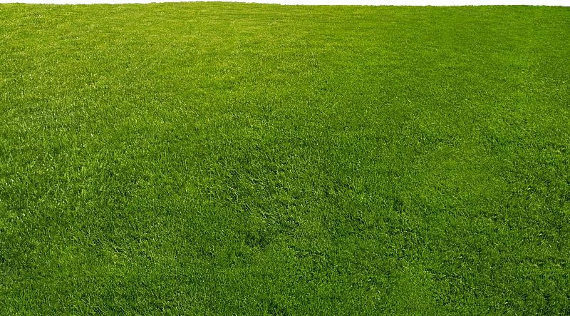 grass